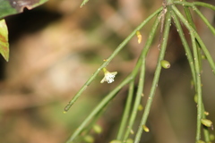 Rhipsalis teres