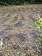 Oncorhynchus gorbuscha