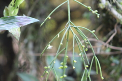 Rhipsalis teres
