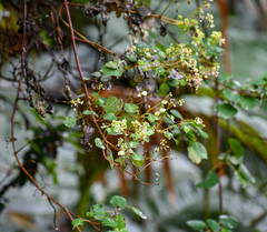 Colignonia