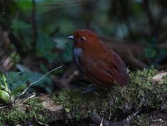 Grallaria rufocinerea