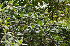 Miconia latifolia