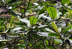 Miconia latifolia