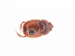 Odonteus
