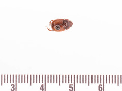 Odonteus