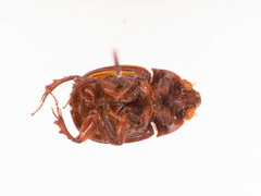 Odonteus