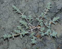 Atriplex depressa