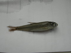 Pseudaspius
