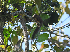 Microsciurus