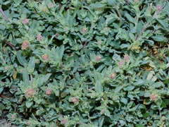 Atriplex fruticulosa