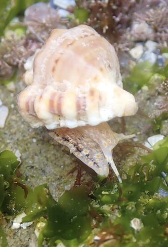 Crossata californica (Hinds, 1843)