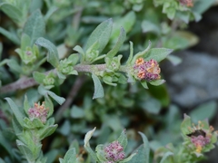 Atriplex fruticulosa