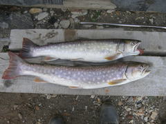 Salvelinus leucomaenis