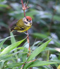 Poecilotriccus ruficeps