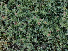 Atriplex fruticulosa