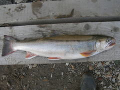 Salvelinus