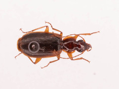 Cymindis limbata