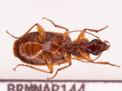 Cymindis limbata