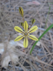 Triteleia ixioides anilina