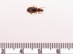 Cymindis limbata