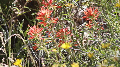 Castilleja applegatei