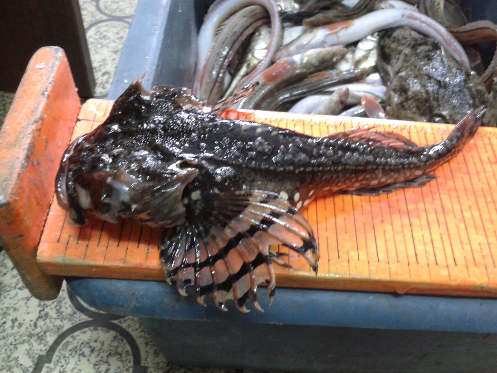 Megalocottus