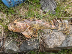 Myoxocephalus