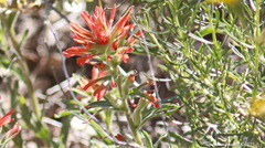 Castilleja applegatei