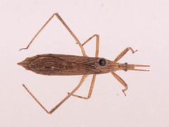 Pygolampis pectoralis