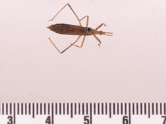 Pygolampis pectoralis
