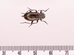 Tarpela micans