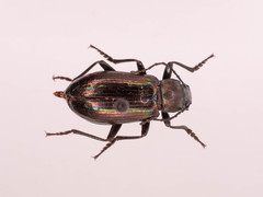 Tarpela micans