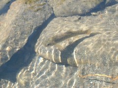 Salvelinus malma