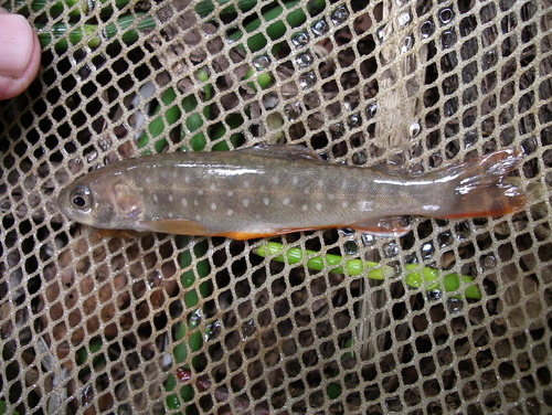 Asian Dolly Varden