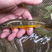 Southern Dolly Varden Trout - Photo (c) sergeymakeev, some rights reserved (CC BY-NC)