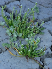 Plagiobothrys stipitatus