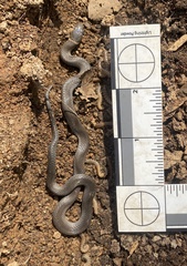 Diadophis punctatus stictogenys