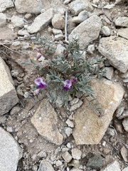 Astragalus desperatus