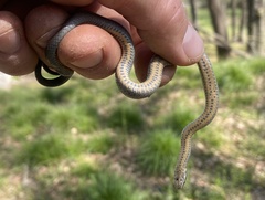 Diadophis punctatus stictogenys