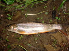 Salvelinus leucomaenis