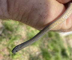 Diadophis punctatus stictogenys