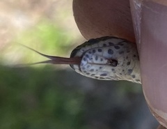 Diadophis punctatus stictogenys