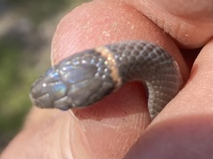 Diadophis punctatus stictogenys