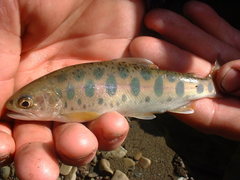 Oncorhynchus masou