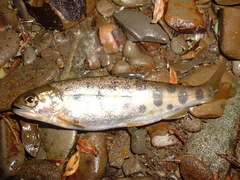 Oncorhynchus masou