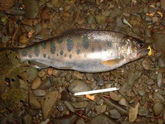 Oncorhynchus masou