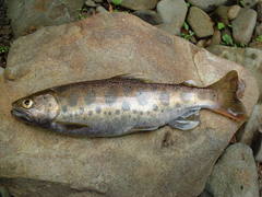 Oncorhynchus masou