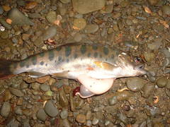 Oncorhynchus masou