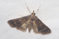 Niphograpta albiguttalis