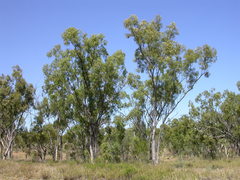 Eucalyptus persistens